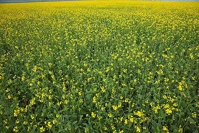 教主回来了！ 《咩咩启示录》最大DLC《woolhaven》2026年发布